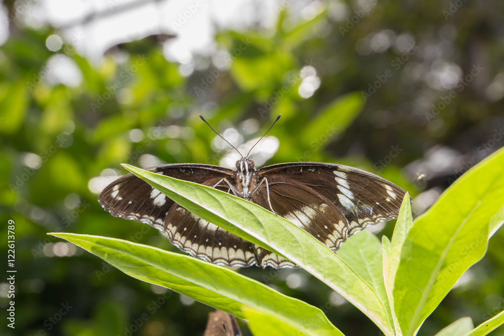 Fototapeta premium Beautiful butterfly in nature