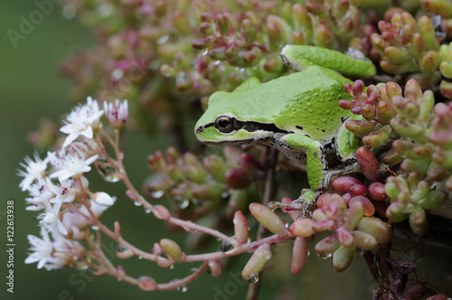 Pacific Tree Frog on flowering branch, Victoria, Canada