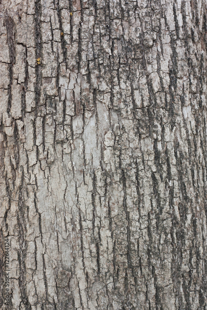 Tree bark texture an old tree. Tree bark texture an old tree.