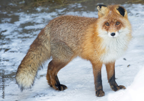 Рыжая лисица © galina_savina