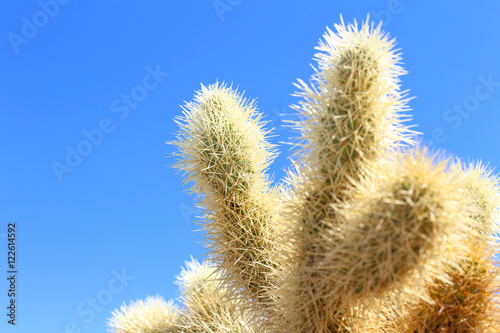 Cactus Forest
