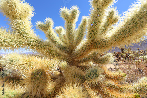Cactus Forest
