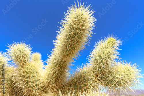 Cactus Forest
