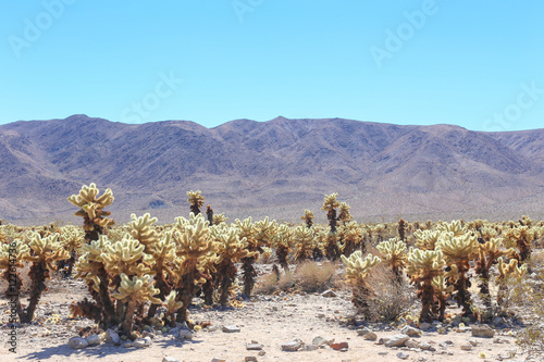 Cactus Forest
