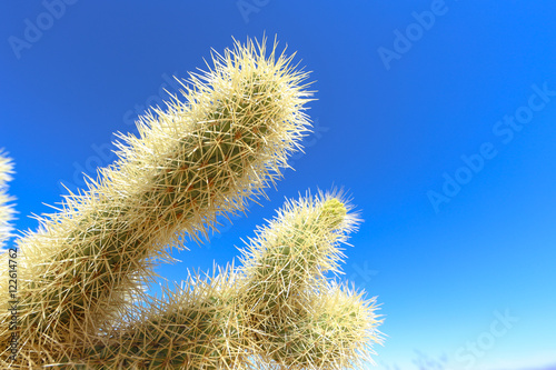 Cactus Forest
