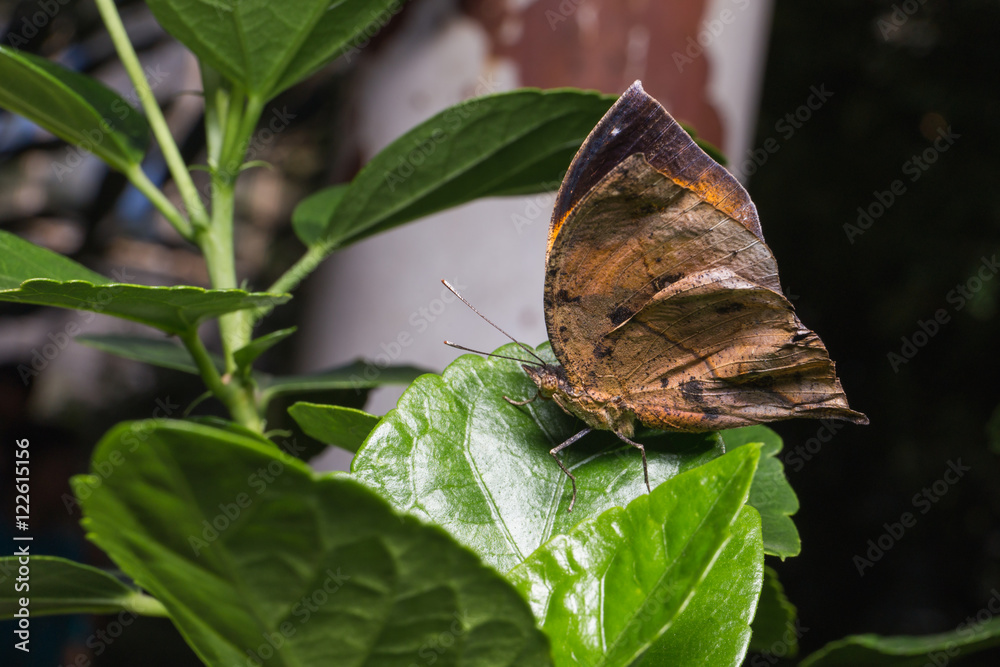 Obraz premium Autumn Leaf (Doleschallia bisaltide) on Leaves.