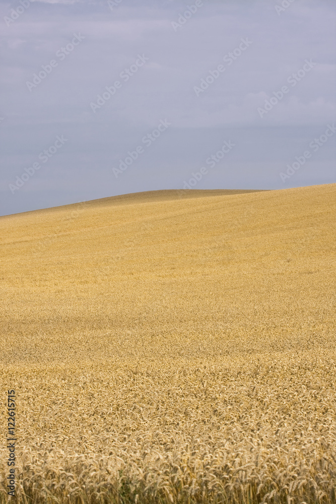 Campo di grano Campo di grano