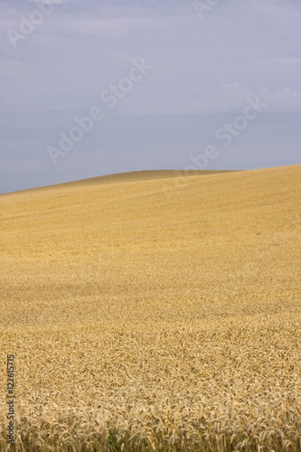 Campo di grano