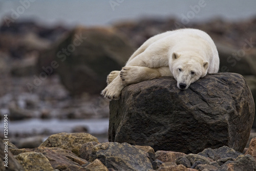 Polar bear lying on rock, Churchill, Manitoba, Canada