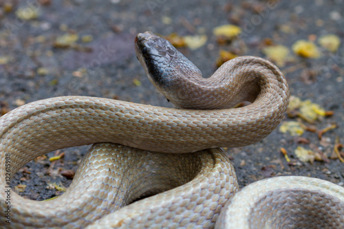 Rat Snake, Orthriophis taeniurus ridleyi © forest71