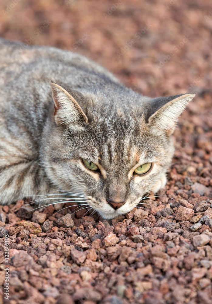 A Beautiful  domestic cat outside in the garden
