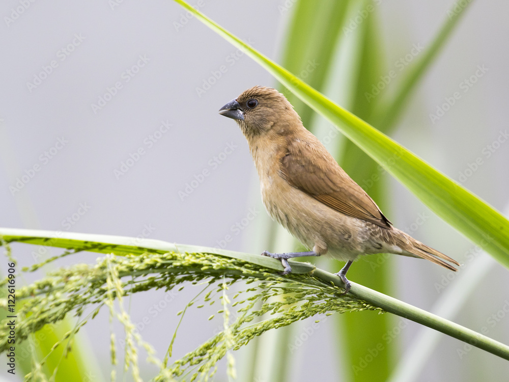Obraz premium Image of ricebird perched on a green leaf.