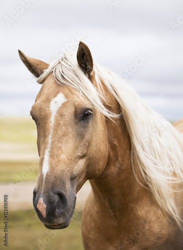 Close-up of a horse photo