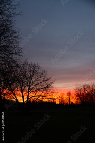 Baum im Sonnenuntergang