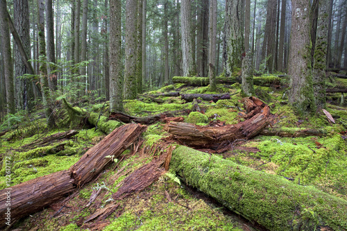 View of moss covered tree trunk in the forest
