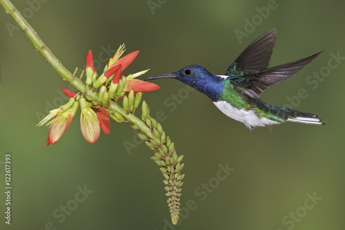 White-necked Jacobin (Florisuga mellivora) feeding at a flower while flying at Bueneventura Lodge in southwest Ecuador. photo