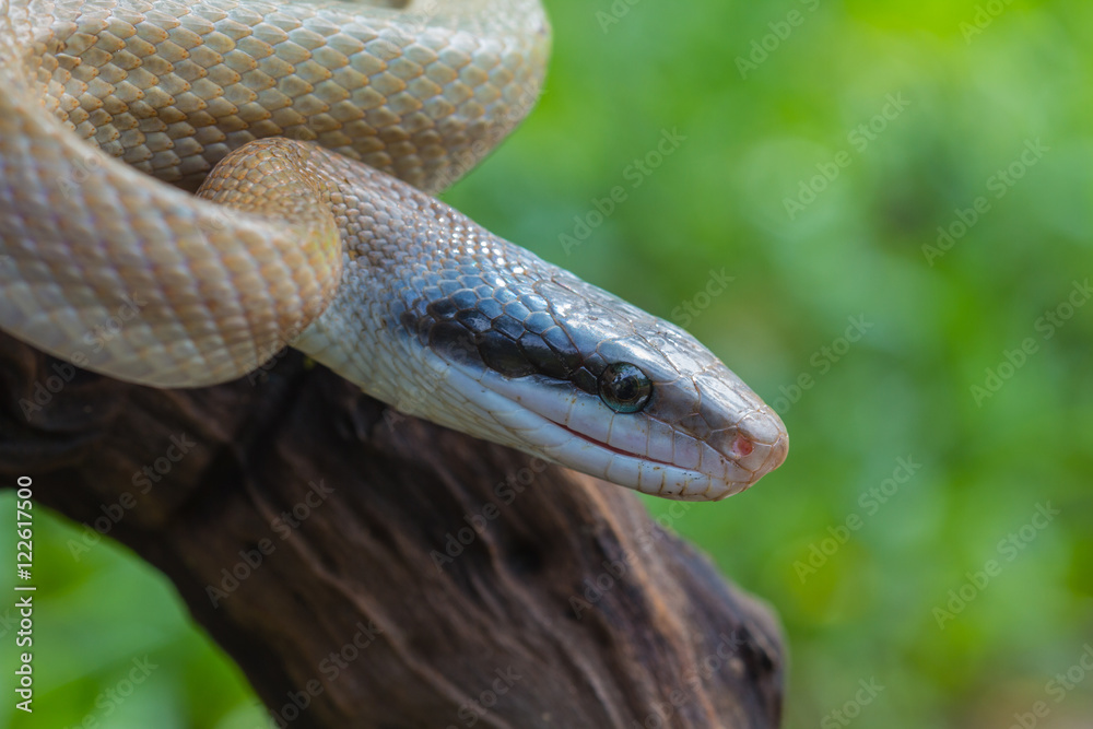 Rat Snake, Orthriophis taeniurus ridleyi Rat Snake, Orthriophis taeniurus ridleyi