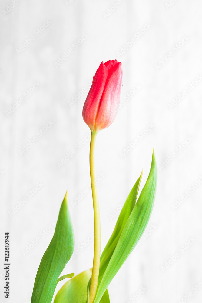 Tulip on white background 