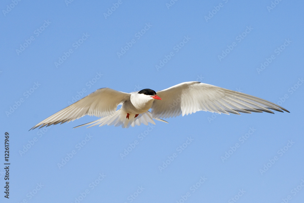 Adult arctic tern (Sterna paradisea) hovering before a dive, Victoria Island, Nunavut, Arctic Canada Adult arctic tern (Sterna paradisea) hovering before a dive, Victoria Island, Nunavut, Arctic Canada