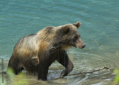 Grizzly Bear walking in shalow water, Alaska, USA photo