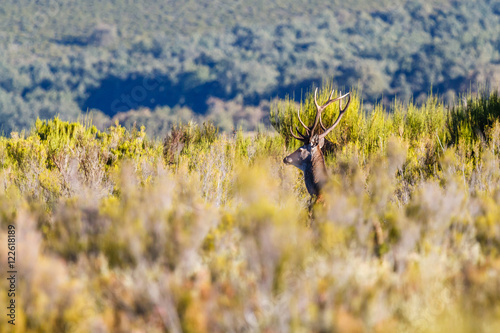Ciervo macho con cornamenta entre la vegetación. Cervus elaphus. Berrea del Ciervo en La Sierra de la Cabrera, León. © LFRabanedo