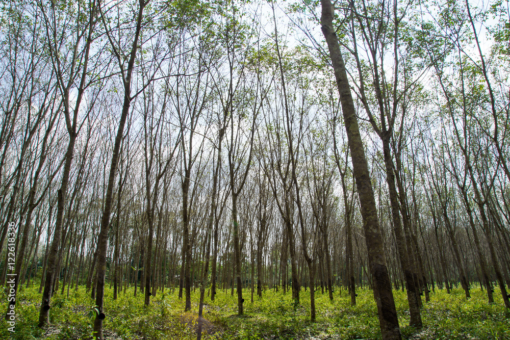 Fototapeta premium landscape of rubber trees