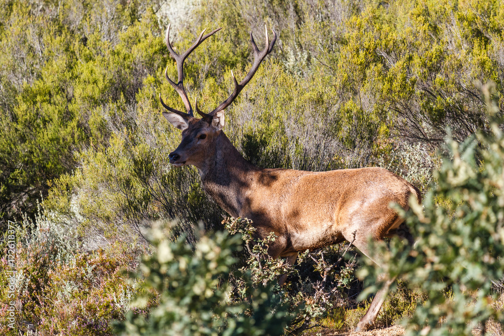 Naklejka premium Ciervo macho. Cervus elaphus. Berrea del Ciervo en La Sierra de la Cabrera, León.