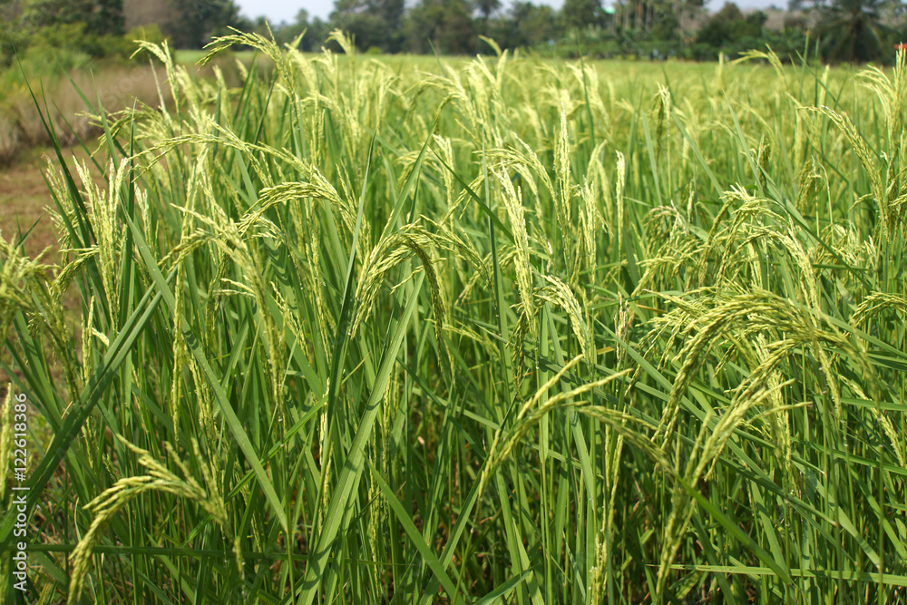 Fototapeta premium rice plant in rice field