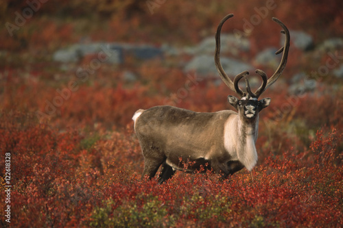 Barren-ground Caribou on autumn tundra (Rangifer tarandus groenlandicus), Near Whitefish Lake, Northwest Territories, Canada photo