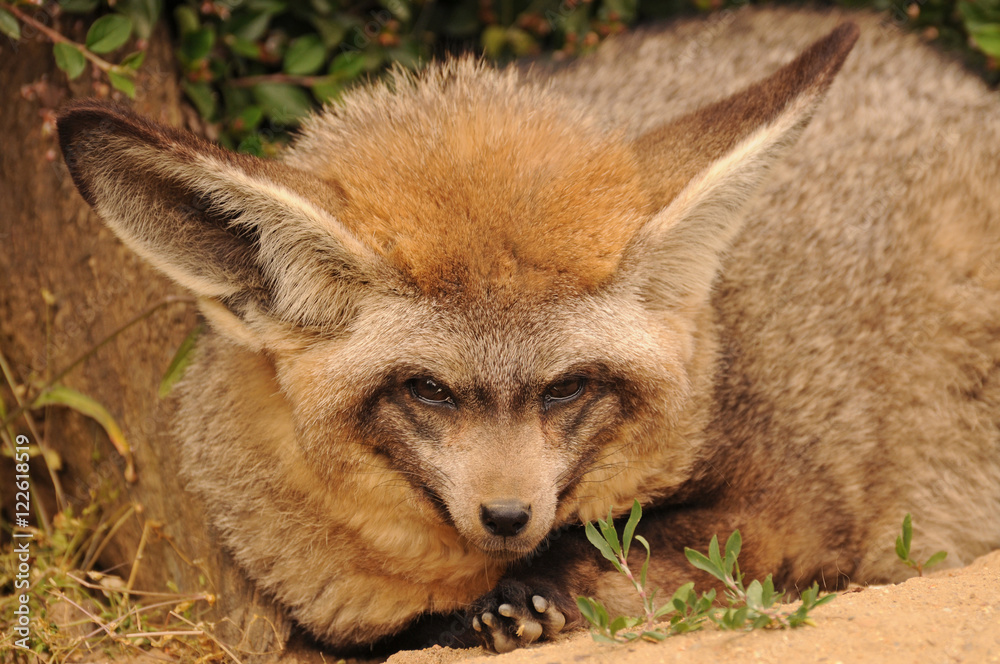 Obraz premium Bat-eared fox