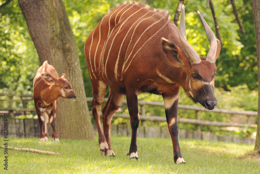 Fototapeta premium Bongo