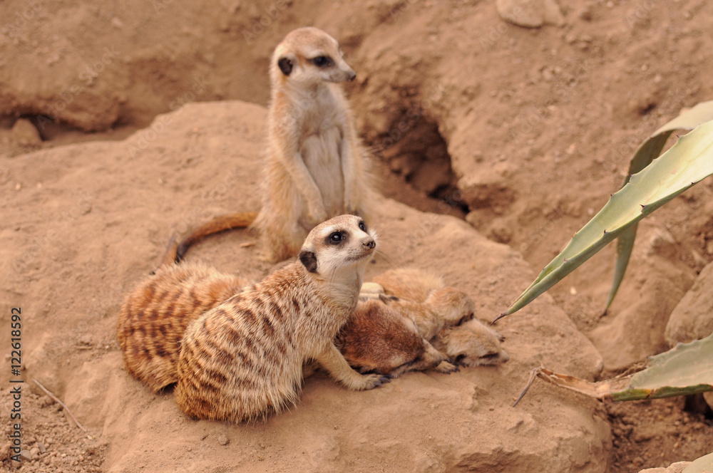 Obraz premium Meerkat