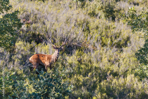 Ciervo macho. Cervus elaphus. Berrea del Ciervo en La Sierra de la Cabrera, León. photo