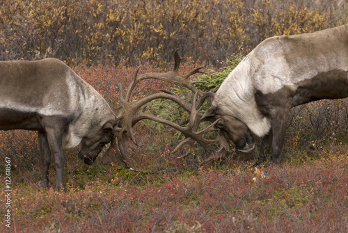 Barren-ground Caribou (Rangifer tarandus) bulls sparring, USA