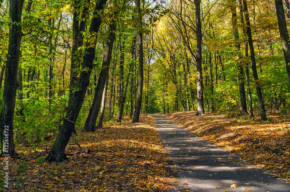 Obraz premium path in autumn forest
