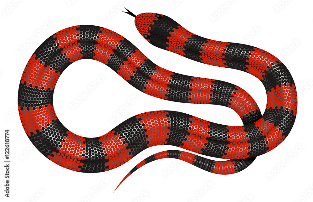 Coral snake vector illustration isolated on white background Stock