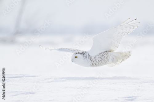 Snowy Owl flying above snow