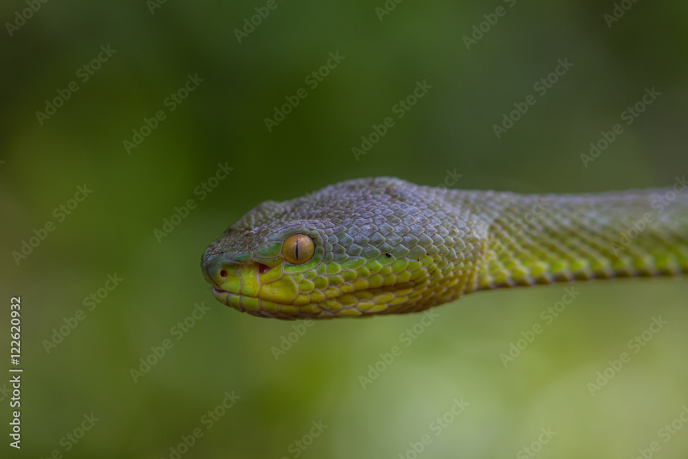 Close up Yellow-lipped Green Pit Viper snake Close up Yellow-lipped Green Pit Viper snake