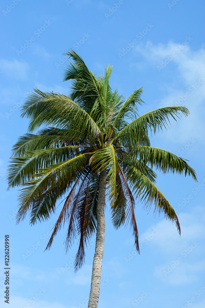 coconut tree