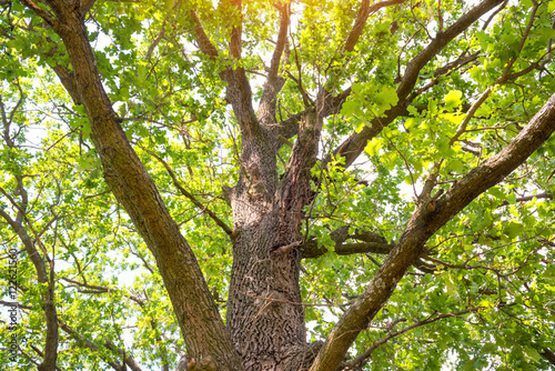 Big green oak tree