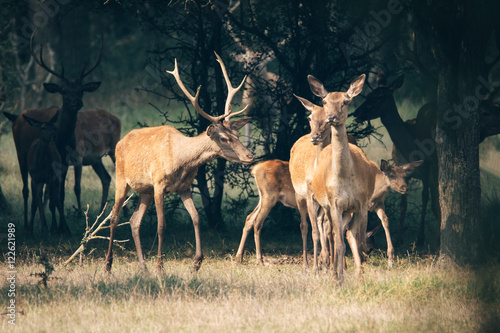 Deer herd in the forest © zorandim75