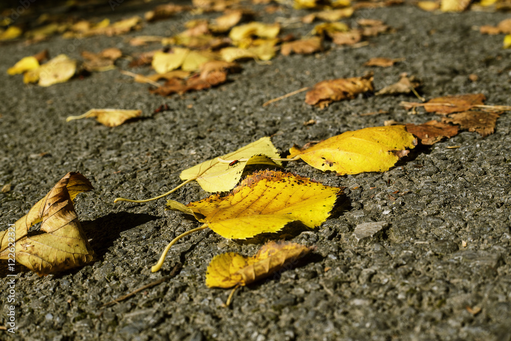 autumn leaf autumn leaf