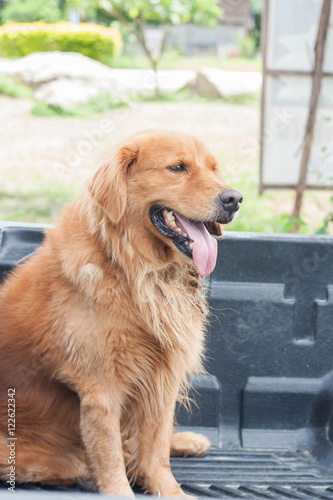 Golden retriever sitting in the car on vacation.