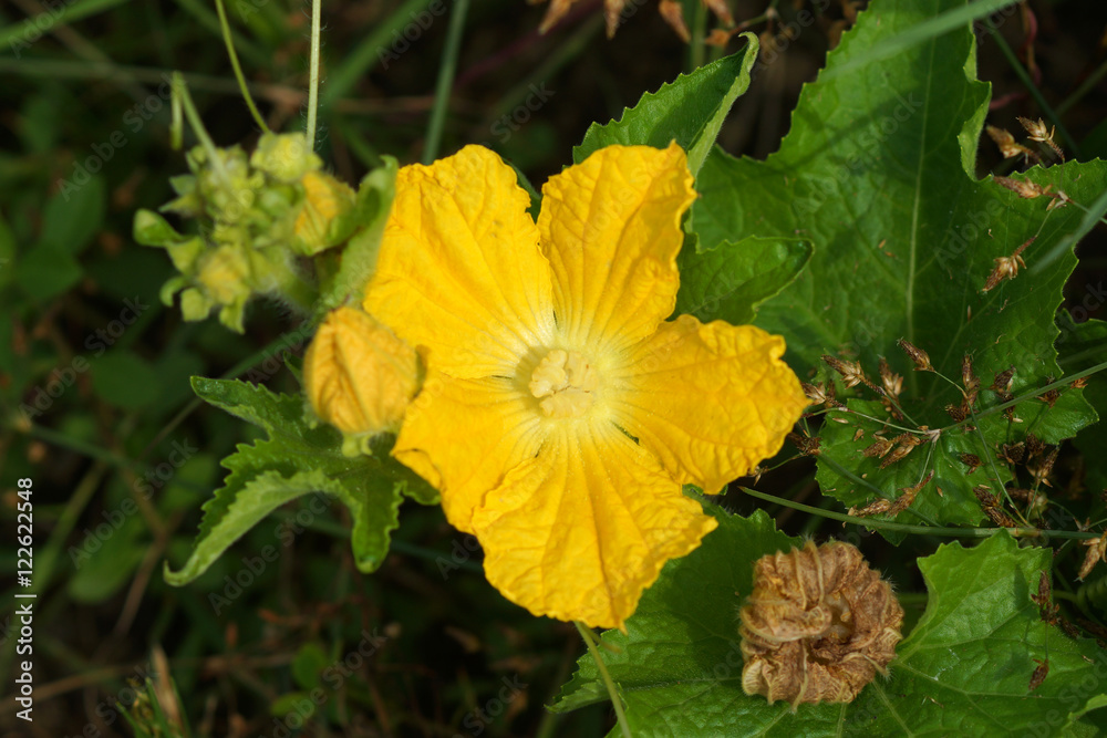 Yellow Pumpkin blossom growing on the vine. Yellow Pumpkin blossom growing on the vine.