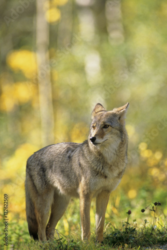 Coyote (Canis latrans) Adult, Alberta, Canada. photo