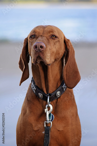 dog portrait  Hungarian or Magyar Vizsla  selected focus on the nose