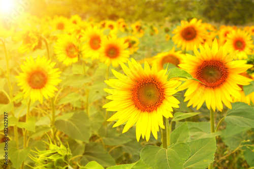 Sunflowers on blurred sunny background