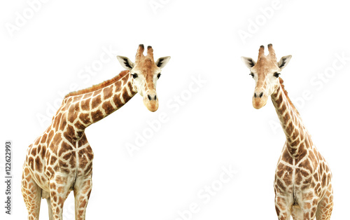 Fototapeta Naklejka Na Ścianę i Meble -  Two giraffes