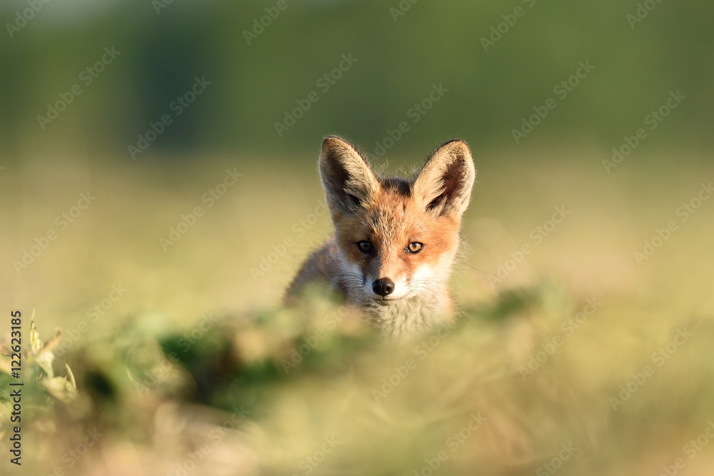 Fototapeta premium red fox kit in summer. red fox puppy in summer. red fox baby in summer.