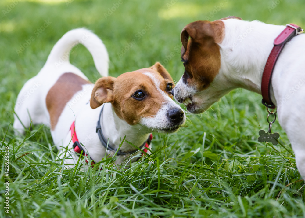 Dog demonstrating teeth and fangs as warning sign